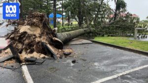 诺福克岛松树遭损坏，黄金海岸损害评估中五分之一被判定为不安全